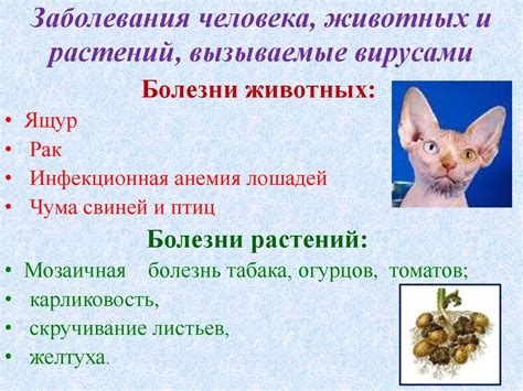 Вирусы - презентация онлайн