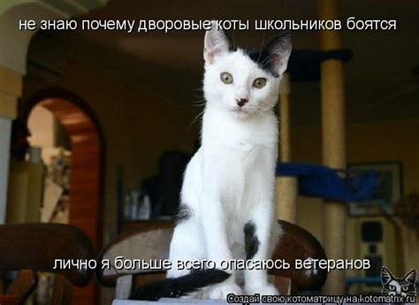 Котоматрица: не знаю почему дворовые коты школьников боятся лично я ...