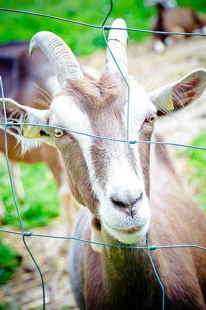 Fotografie zdarma: Domácí Koza, Rohy - Obraz zdarma na Pixabay - 1288421