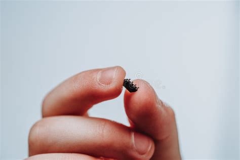small black chip holds  childrens hand stock image image