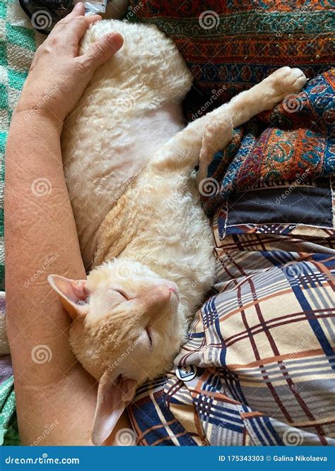 Beautiful Cat with Curly Hair Stock Image - Image of domestic, hugging