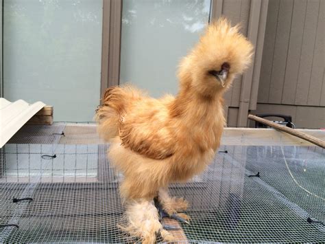 Silkie Roosters or hens? | BackYard Chickens - Learn How to Raise Chickens