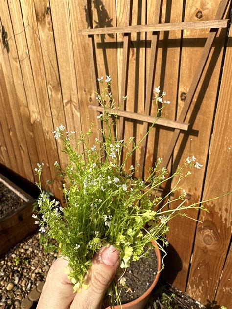 Why did my cilantro bolt before it even became fully grown? : r/gardening