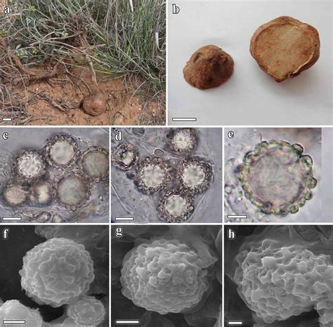 Species New to Science: [Fungi • 2018] Genetic Diversity of the Genus ...