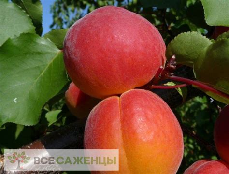 Цена на Абрикос Конгат - купить саженцы