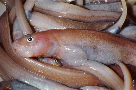Antarctic Fish Species