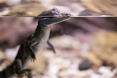 Crocodile Reptile Baby - Free photo on Pixabay - Pixabay