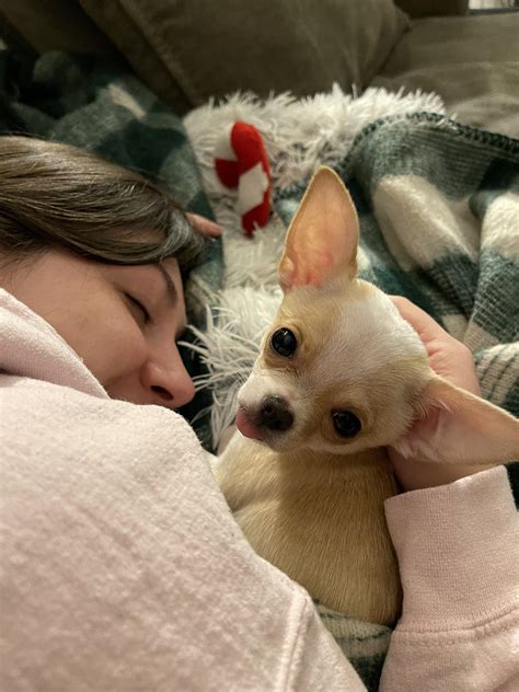 finally got the puppy i’ve always wanted. love this little baby!!! : r/Chihuahua