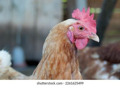 Photograph Rhode Island Red Chicken Stock Photo 2261625499 | Shutterstock