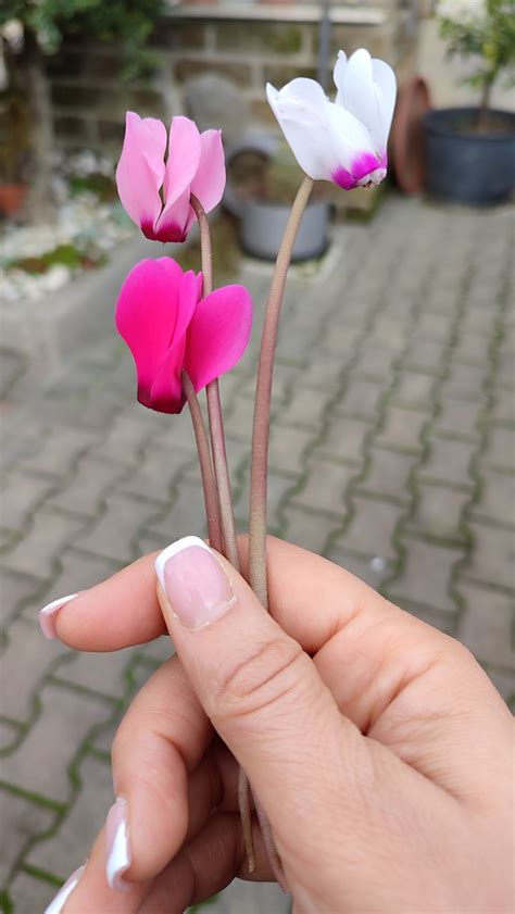 Cyclamen Flower Pink - Free photo on Pixabay - Pixabay