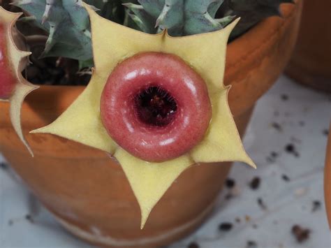 Huernia R.Br. | Plants of the World Online | Kew Science