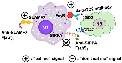 A Perspective on the CD47-SIRPA Axis in High-Risk Neuroblastoma