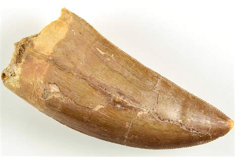 serrated  carcharodontosaurus tooth real dinosaur tooth