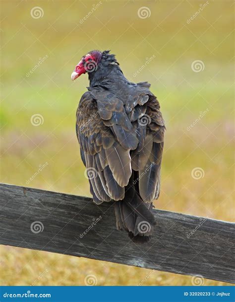 Turkey Vulture (Buzzard) stock image. Image of cathartes - 32020233