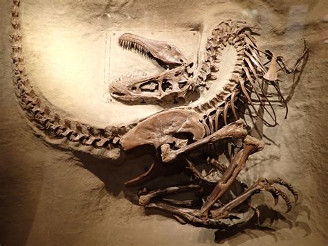 Prehistoric Beast of the Week: Gorgosaurus: Beast of the Week