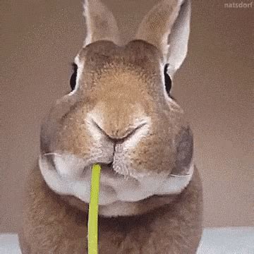 Гифки про животных (99 милых и прикольных GIF's)