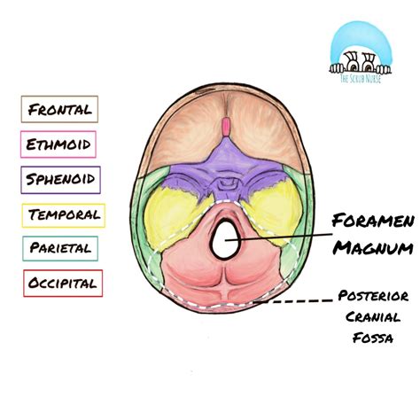 Fact 27 - Foramen Magnum: an important hole! - The Scrub Nurse