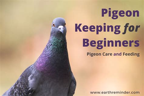 pigeon keeping  beginners pigeon care feeding earth reminder
