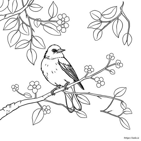 Coloriage Roselin Pourpre