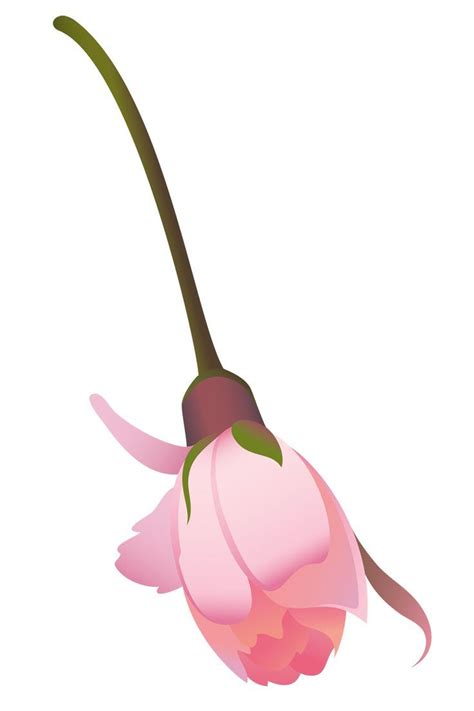 Tree flowers. Цветы деревьев. PNG. | Цветы, Дерево, Обои