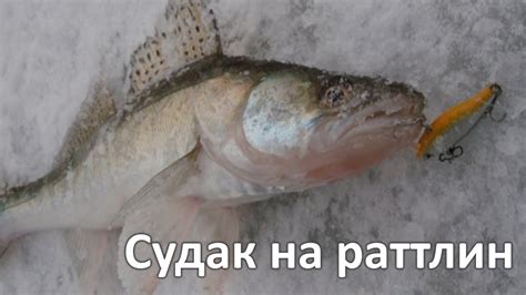 Ловля судака на раттлин - YouTube