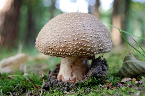 HD Mushroom Wallpapers | Desktop Wallpapers