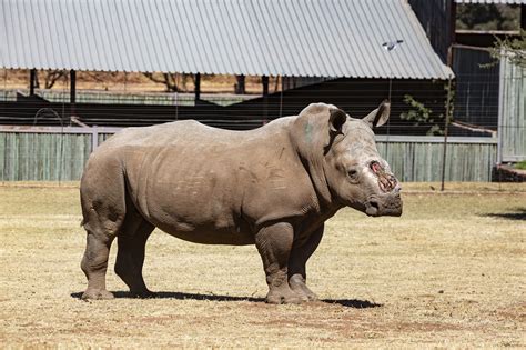 An Extraordinary Victory in the Heartbreaking World of Rhino Poaching - Baby Rhino Rescue