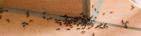 Ant Extermination Service I Mostert Pest Control Services SA