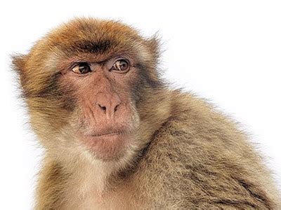 Lomir | Animal Healthcare Products Supplier & Manufacturer