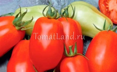 Томат Чудо лентяя: ОТЗЫВЫ (15), фото, урожайность, описание и ...