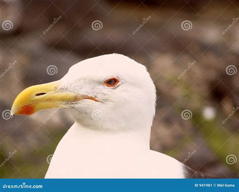 Male Seagull stock image. Image of seagull, birds, seaside - 941981