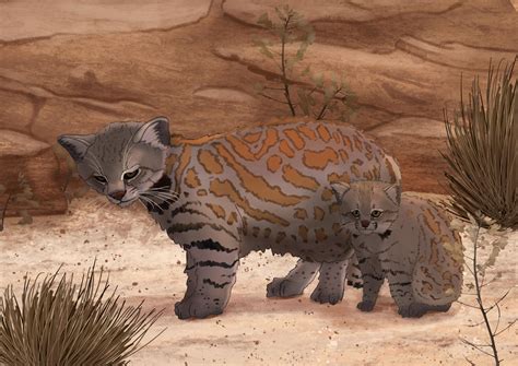 Febroary day16 Pampas Cat by Kitsumeo on DeviantArt