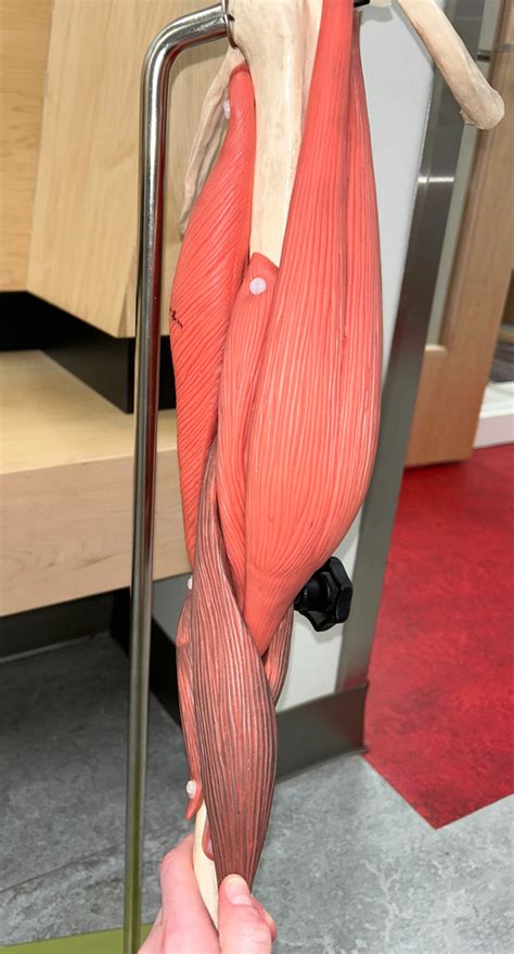 arm muscles model diagram quizlet