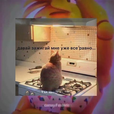 давай зажигай мне уже серавно #мем #cat #memes #мемы #shorts #котик # ...