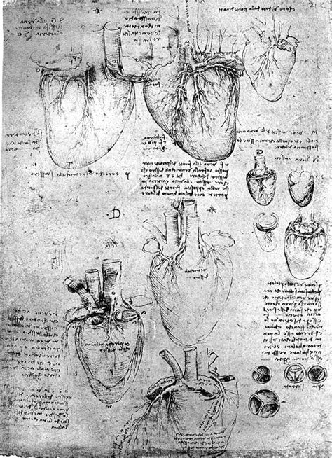 Drawings of the heart by Leonardo da Vinci (1512) showing mirror image... | Download Scientific ...