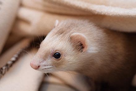 Ferret - Wikipedia