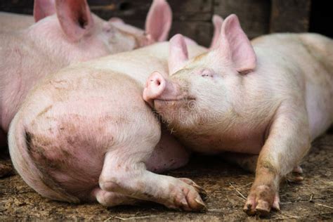 Pigs in the animal farm stock photo. Image of looking - 268045708