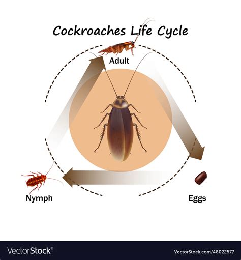 Cockroaches life cycle Royalty Free Vector Image