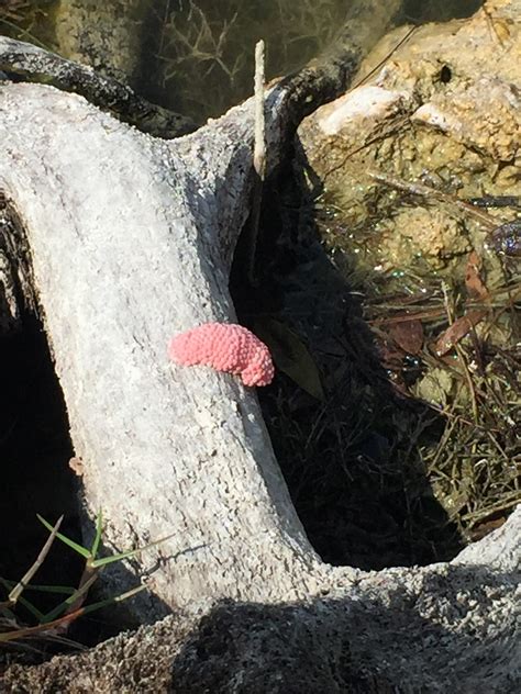 Found in Cape Coral, Florida in a brackish pond : r/whatisthisthing