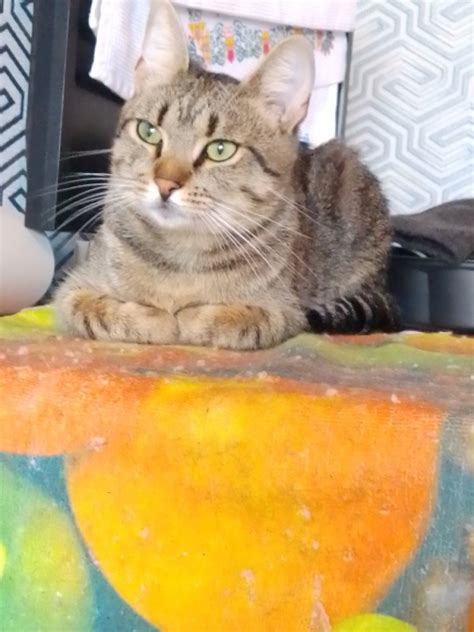 Create meme "kitty , tabby the cat, seals " - Pictures - Meme-arsenal.com