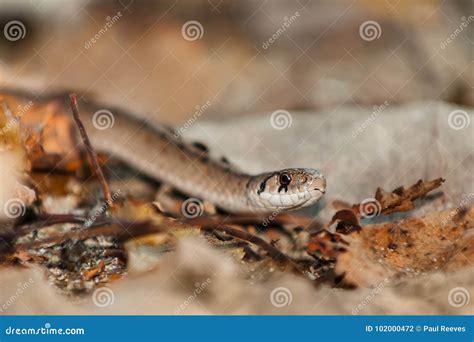 Dekay S Brownsnake - Storeria Dekayi Stock Photo - Image of ...