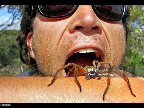 Eating A Huntsman Spider High-Res Stock Photo - Getty Images