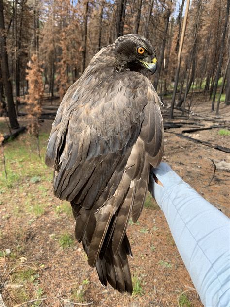 Announcing the American Goshawk Project - Intermountain Bird Observatory