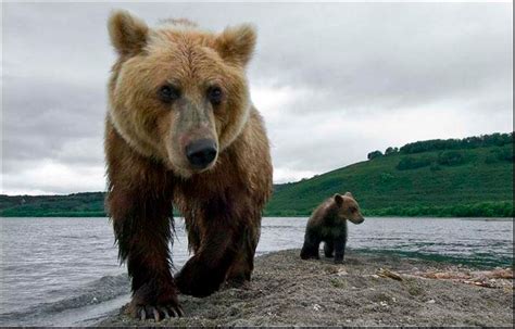 Beautiful Nature: Bears in Siberia