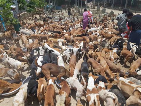 Fundraiser by Amy Shroff : SAVING STRAY ANIMALS IN MYANMAR!!!