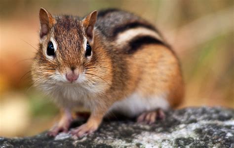 cute chipmunk showing   cheek pouches wallpaperscom