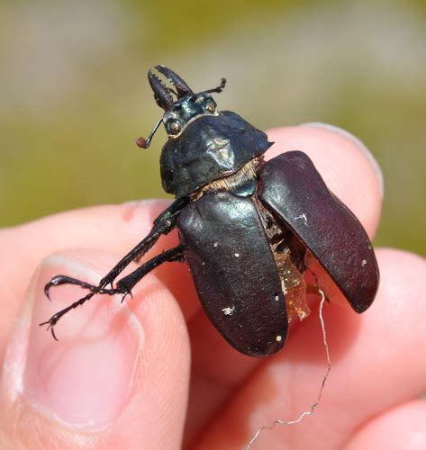 Chiasognathus latreillei · iNaturalist