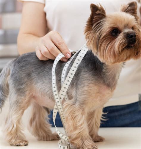 Is Your Pup a Tall Tale? How to Measure Dog Height Like a Pro - Wags ...