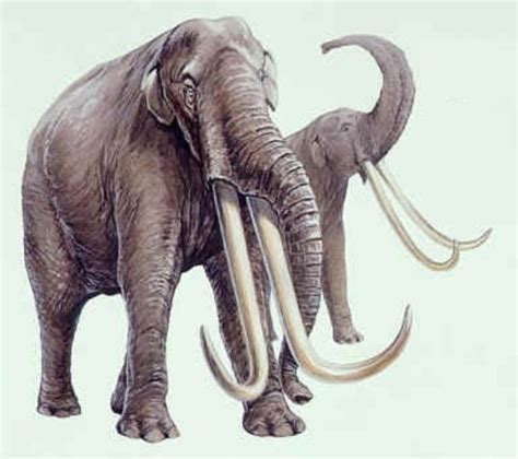 Gomphothere | Prehistoric animals, Ancient animals, Mammals