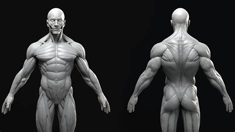 male anatomy model sculpt